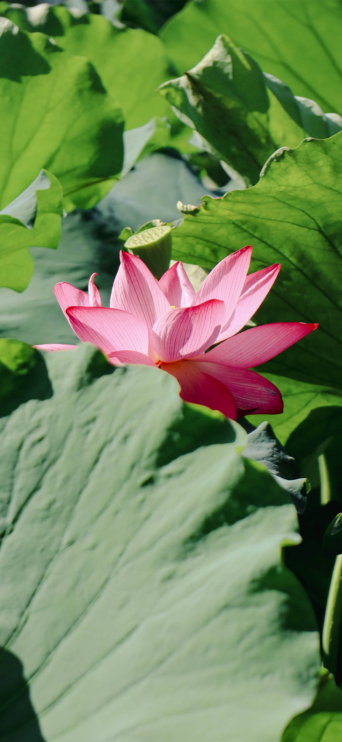 绿荫深处 夏风迟
