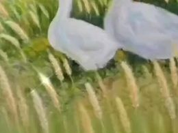 小鹅回家