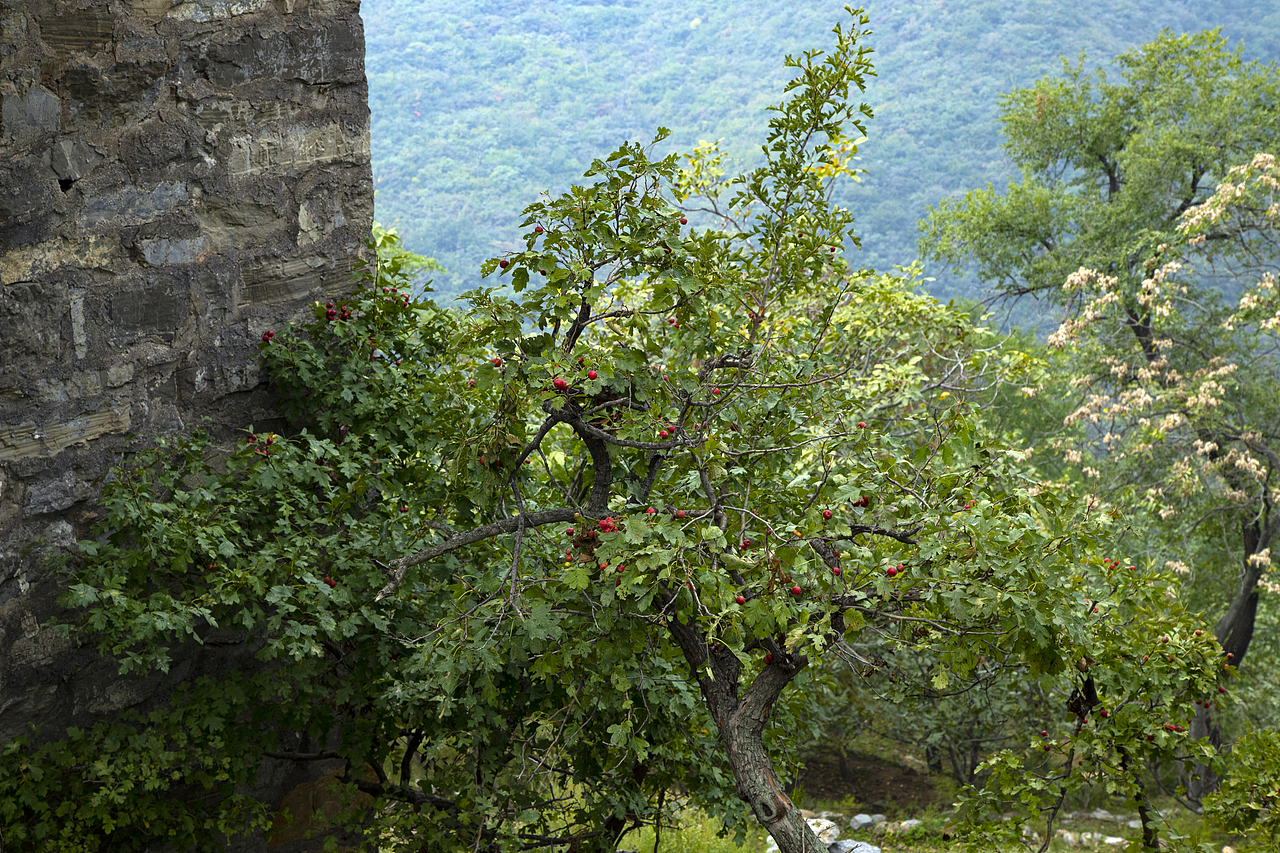 大别山里的废弃村落