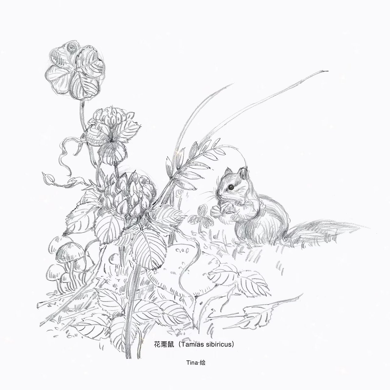 可爱的小花栗鼠…（图ZMzkzODA2MjI4） - 绘本 - 站酷设计师Tina插画原创素材 - 站酷ZCOOL