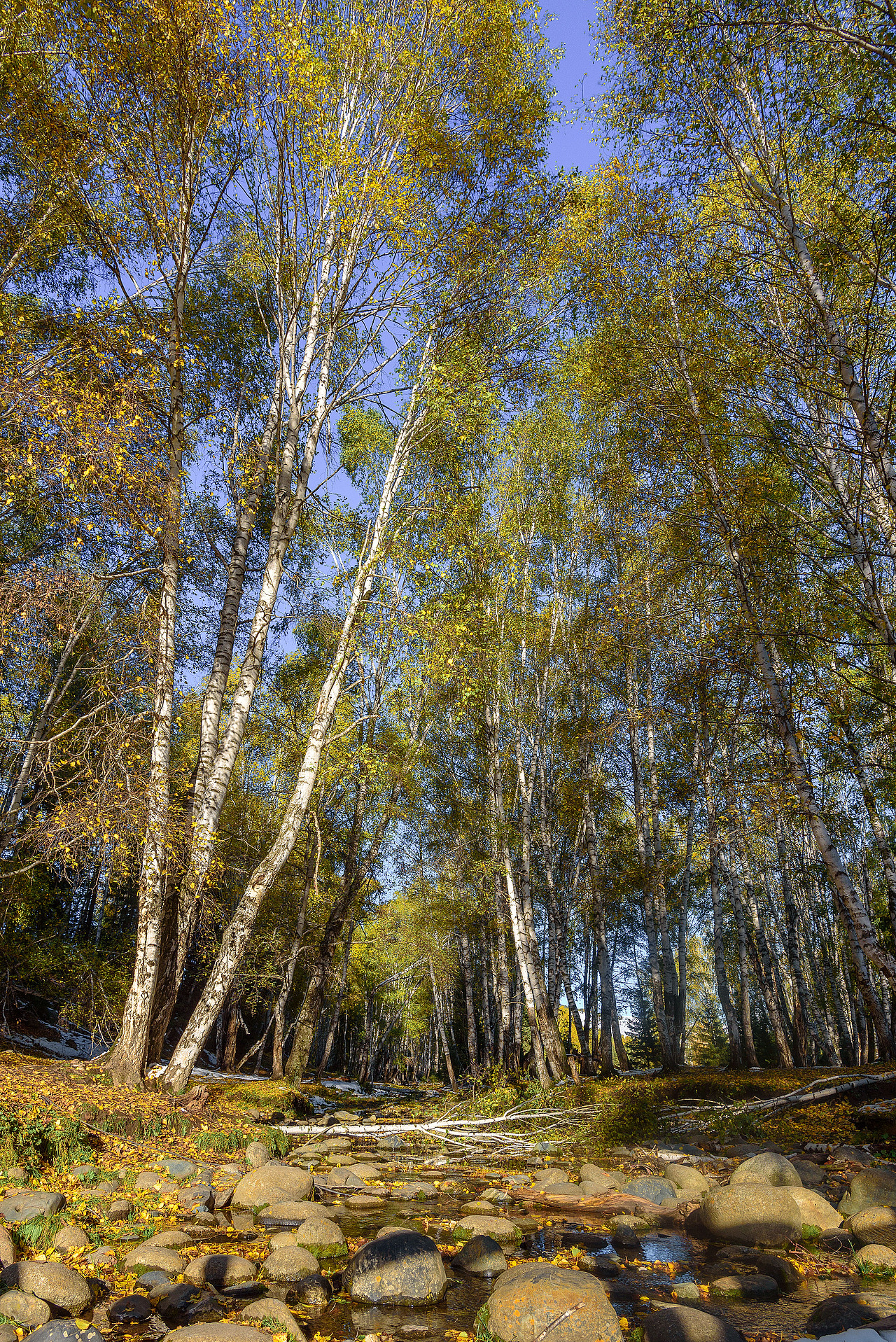 禾木秋之白桦（图ZMzkzODYwMDE2） - 风光摄影 - 站酷设计师摄影师雪山飞兔原创素材 - 站酷ZCOOL
