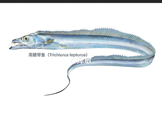 带鱼博物科学画稿