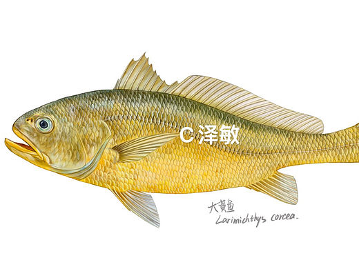 大黄鱼小黄鱼科学画组图