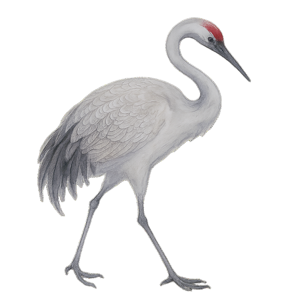 水墨风古风丹顶鹤