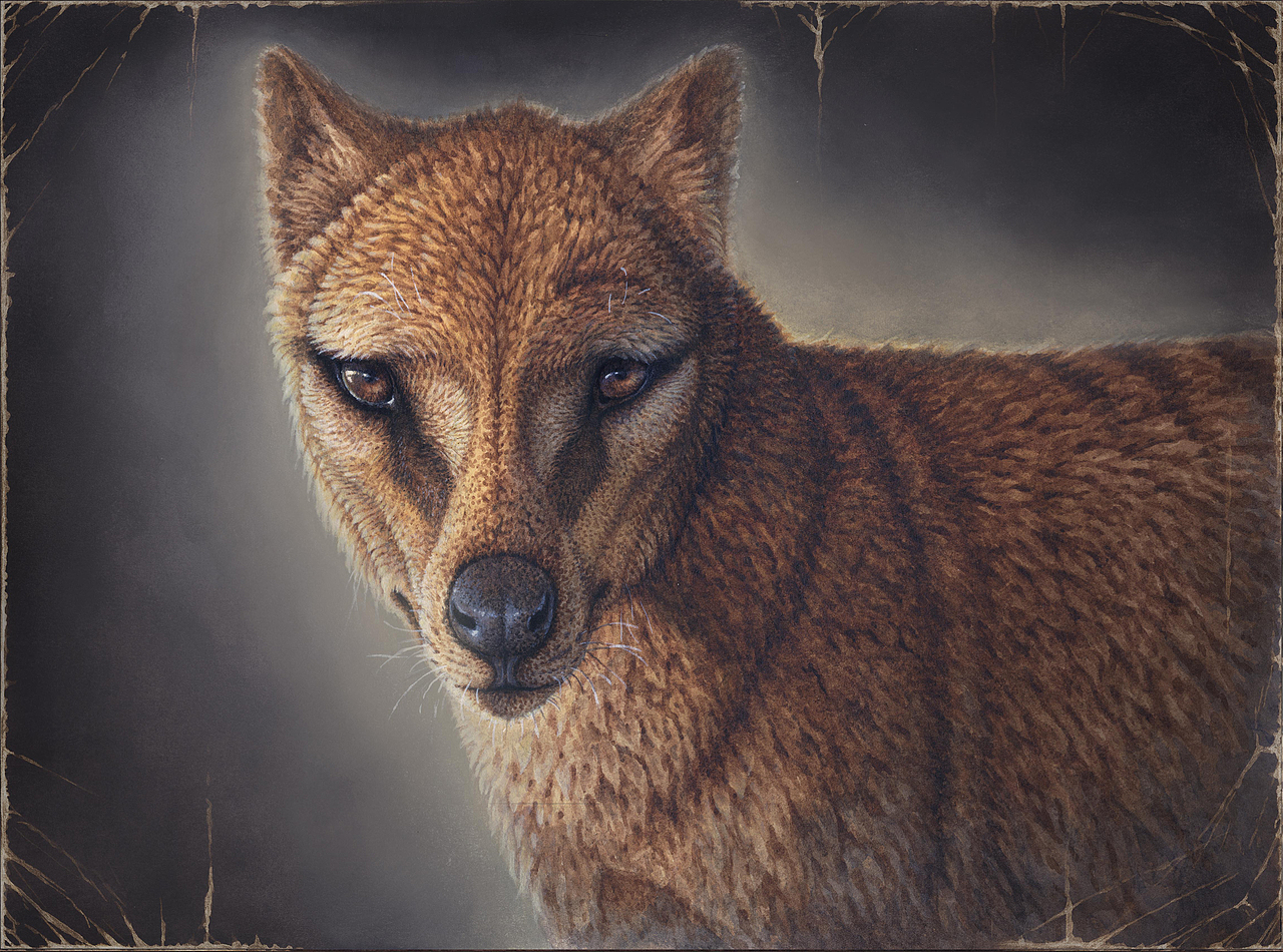 原创系列绘本《勿忘我：一部末代动物的传记》（图ZMzkzOTM3ODQ0） - 绘本 - 站酷设计师守林动画原创素材 - 站酷ZCOOL