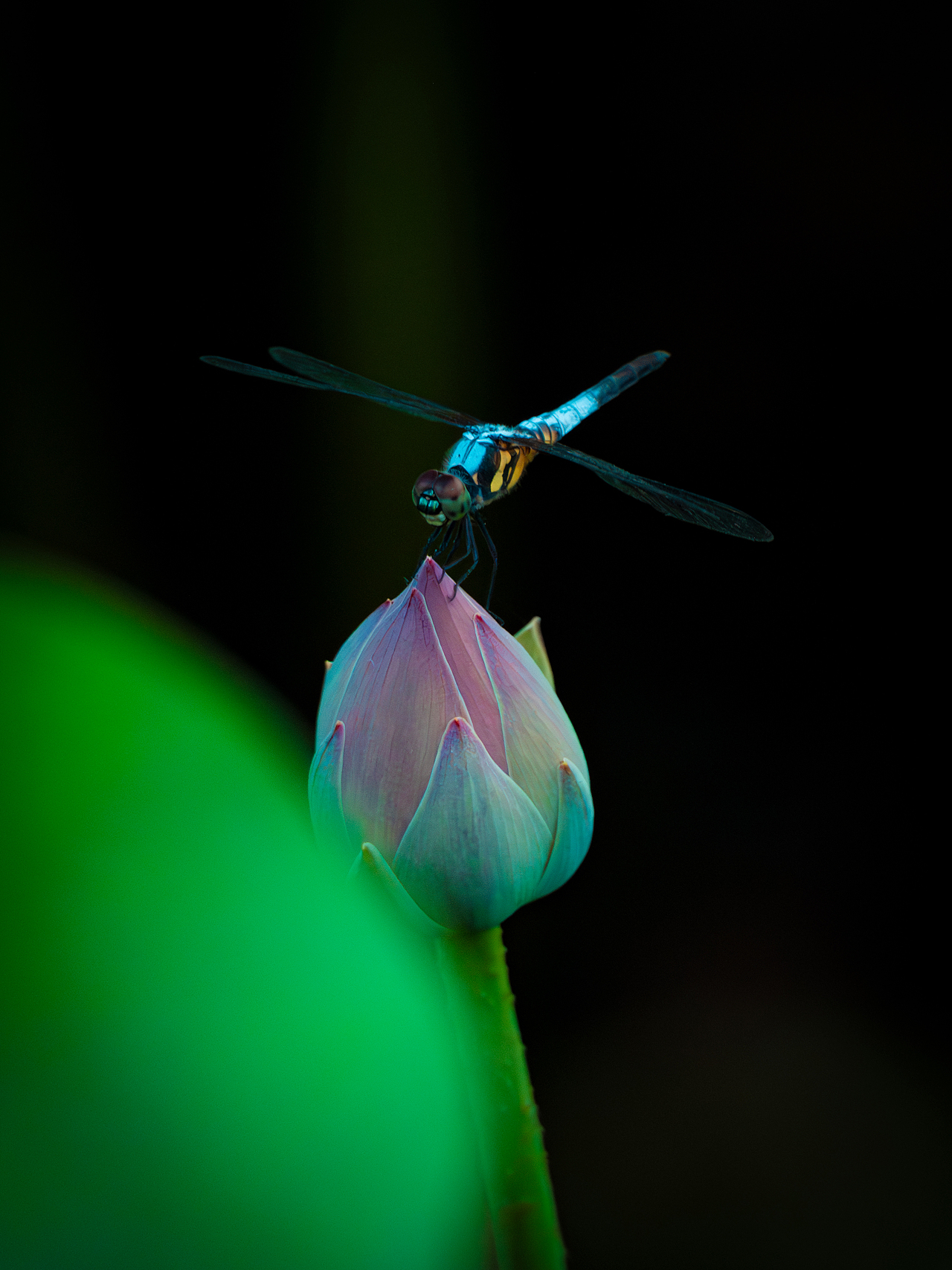 夏日荷塘里的小精灵