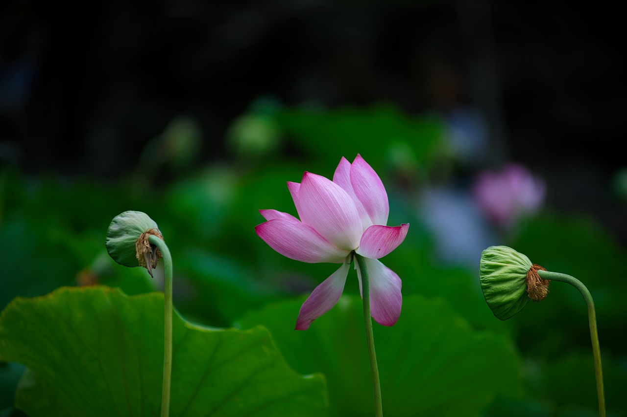 【雨后荷花】莲湖公园