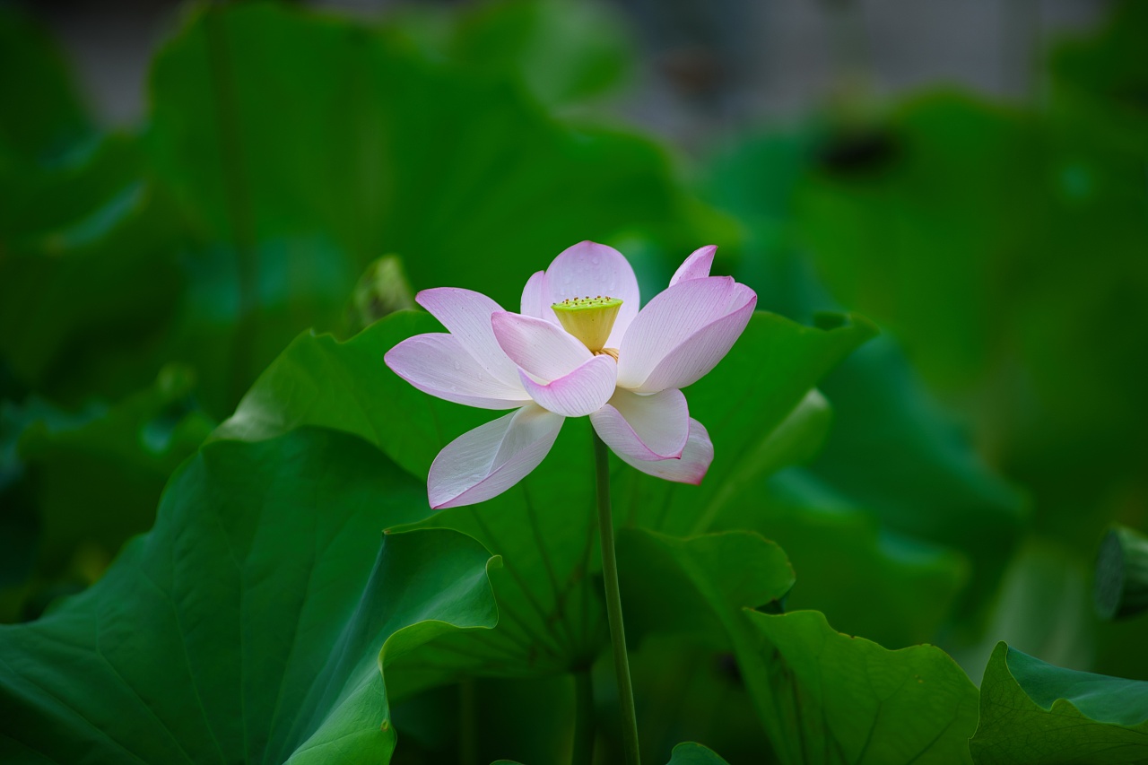 【雨后荷花】莲湖公园
