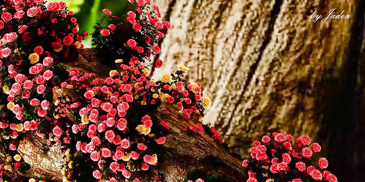 玫瑰花生长动画,正版「 花开富贵 」