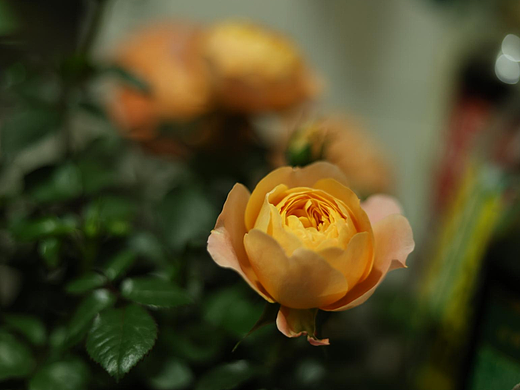 0（個人主頁-ZNjkxOTE4NTI=） - 其他 - 站酷設(shè)計師LetThePastPass原創(chuàng)素材 - 站酷ZCOOL