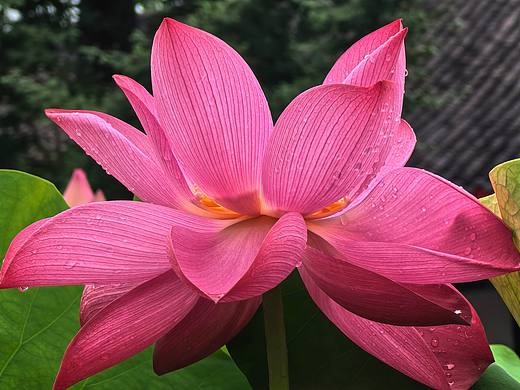 映日荷花別樣紅（個(gè)人主頁-ZNzIyOTgyNDg=） - 風(fēng)光攝影 - 站酷設(shè)計(jì)師夜旅客原創(chuàng)素材 - 站酷ZCOOL