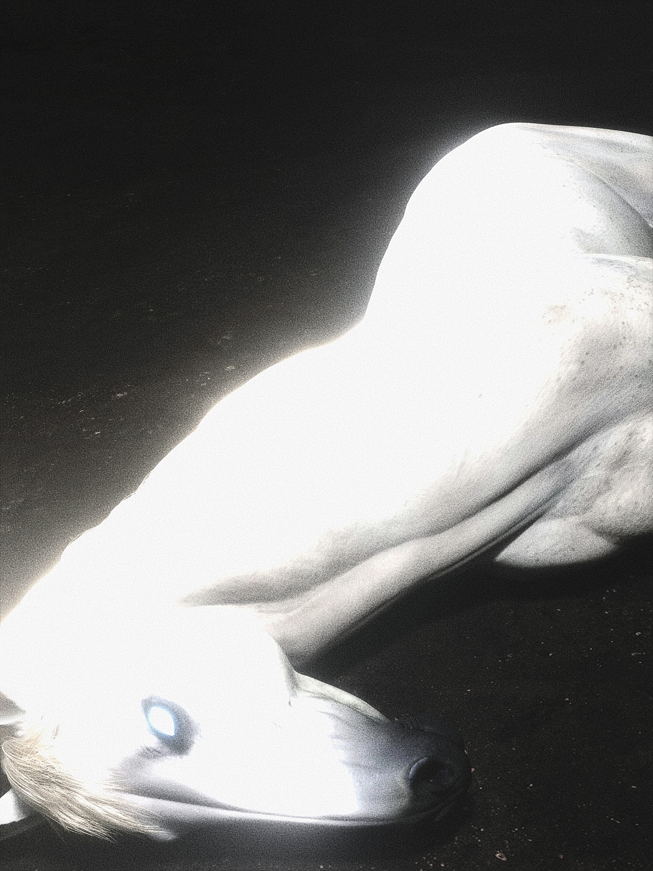 Blender | <突然的灵感>小合集