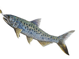 长嘴鱲钢笔插画