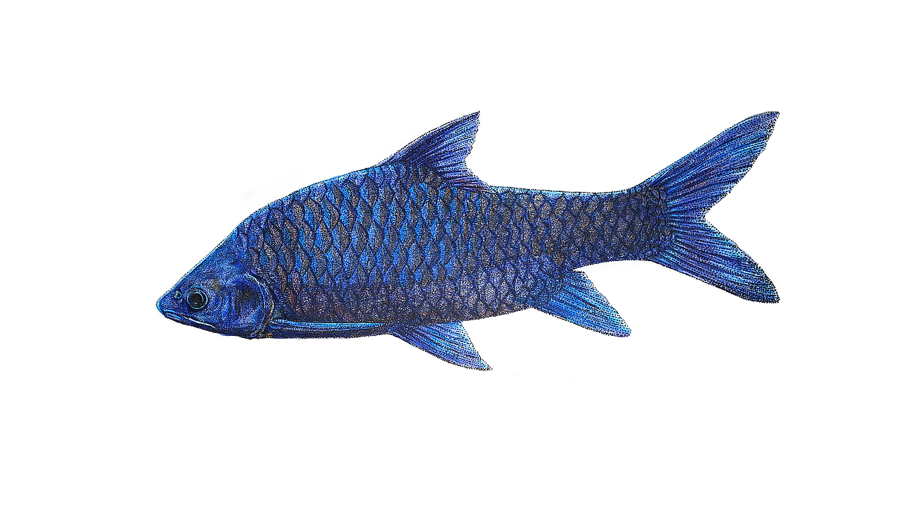 萨尔温隆背结鱼（图ZMzk0Mjg0ODIw） - 商业插画 - 站酷设计师escapu原创素材 - 站酷ZCOOL