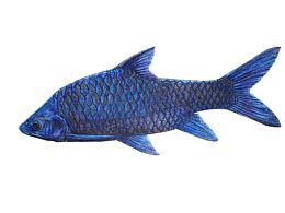 萨尔温隆背结鱼