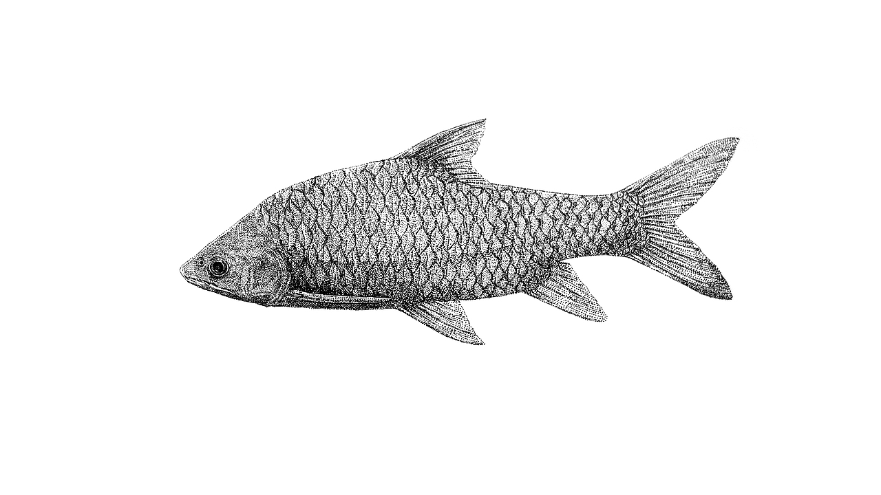 萨尔温隆背结鱼（图ZMzk0Mjg0ODI0） - 商业插画 - 站酷设计师escapu原创素材 - 站酷ZCOOL