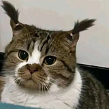 qTpro的头像