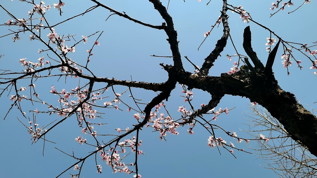 江南无所有，聊赠一枝春（图ZMzk0MzA5NTA0） - 风光摄影 - 站酷设计师认真的热爱生活原创素材 - 站酷ZCOOL