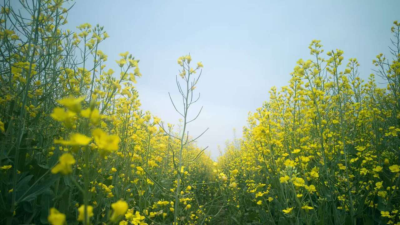 江南无所有，聊赠一枝春（图ZMzk0MzA5NTI4） - 风光摄影 - 站酷设计师认真的热爱生活原创素材 - 站酷ZCOOL