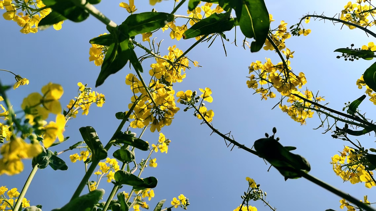 江南无所有，聊赠一枝春（图ZMzk0MzA5NTM2） - 风光摄影 - 站酷设计师认真的热爱生活原创素材 - 站酷ZCOOL