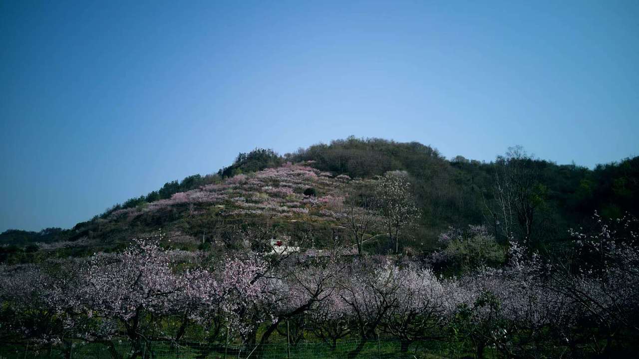 江南无所有，聊赠一枝春（图ZMzk0MzA5NTU2） - 风光摄影 - 站酷设计师认真的热爱生活原创素材 - 站酷ZCOOL