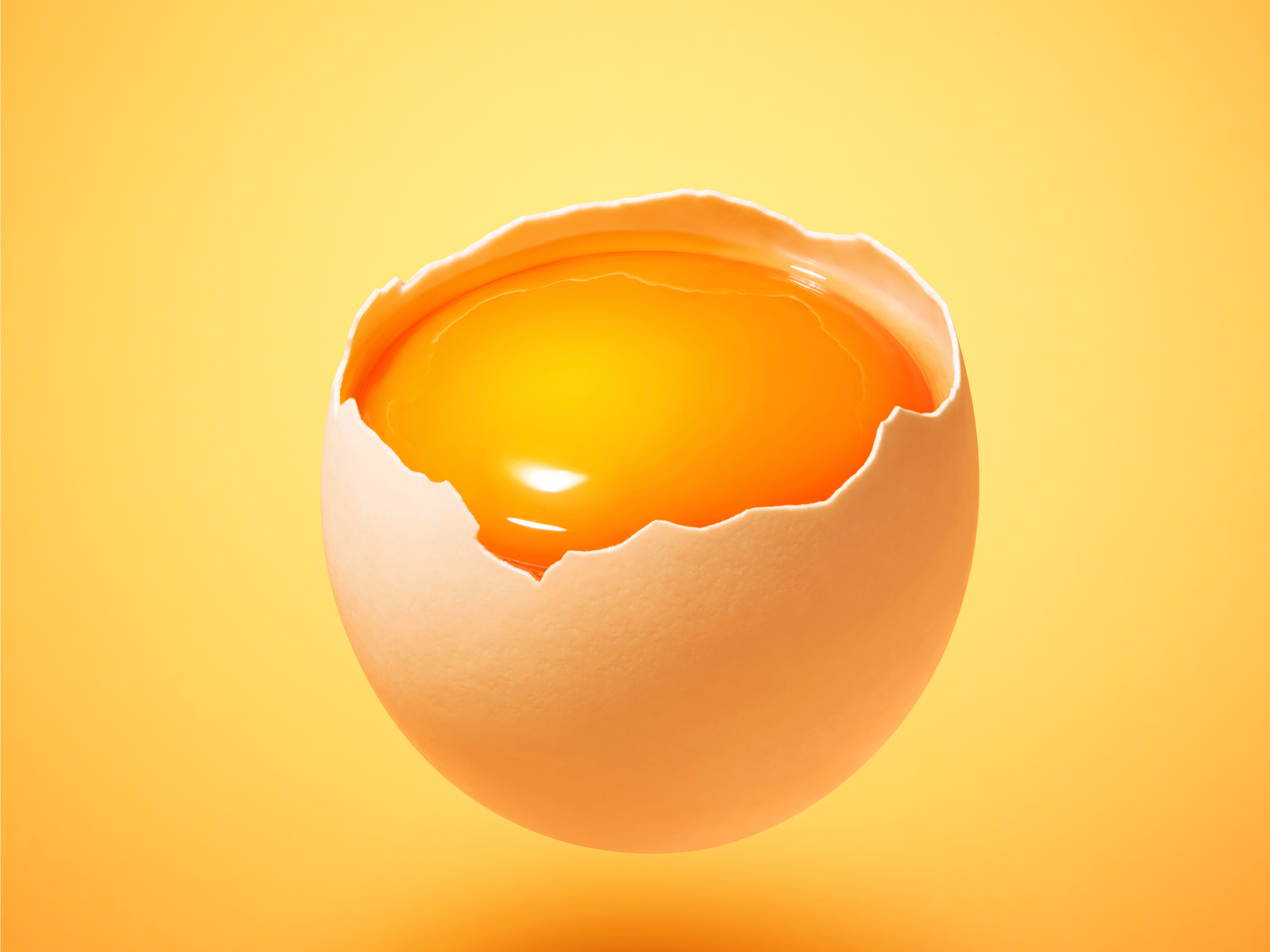 宠物类