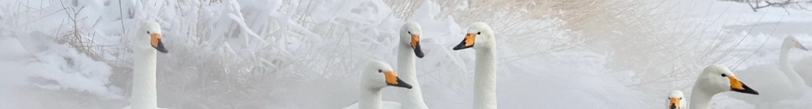 春蠶到死方休的個人主頁（封面預(yù)覽） - 主頁封面設(shè)置 - 站酷設(shè)計師春蠶到死方休原創(chuàng)素材 - 站酷ZCOOL