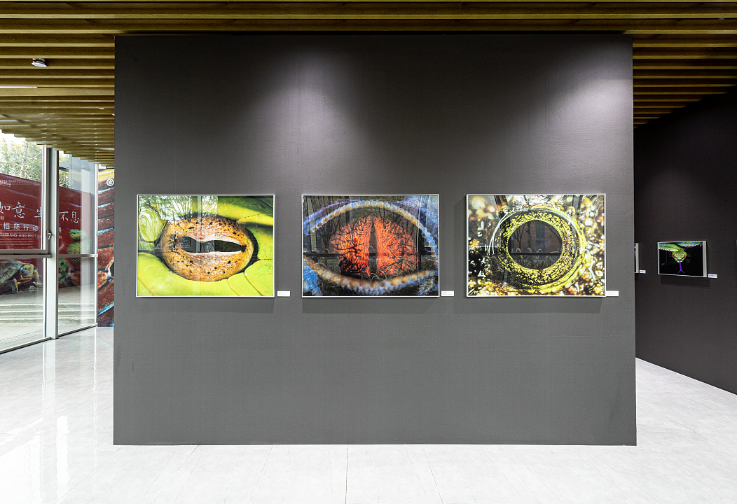 隐秘的精灵 | 美丽科学两栖爬行动物特展