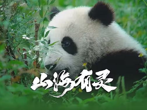 花了五年时间，我们拍到了什么？