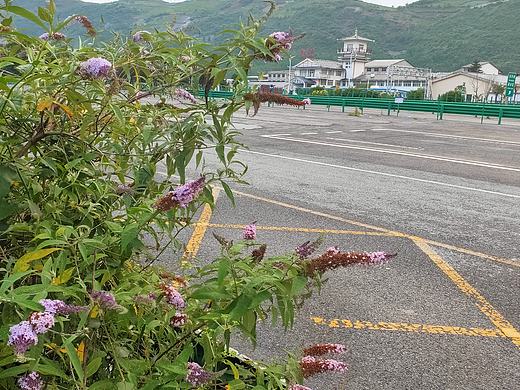 野花与公路