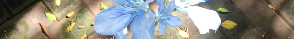 荔枝果冻12138的个人主页（封面预览） - 主页封面设置 - 站酷设计师荔枝果冻12138原创素材 - 站酷ZCOOL