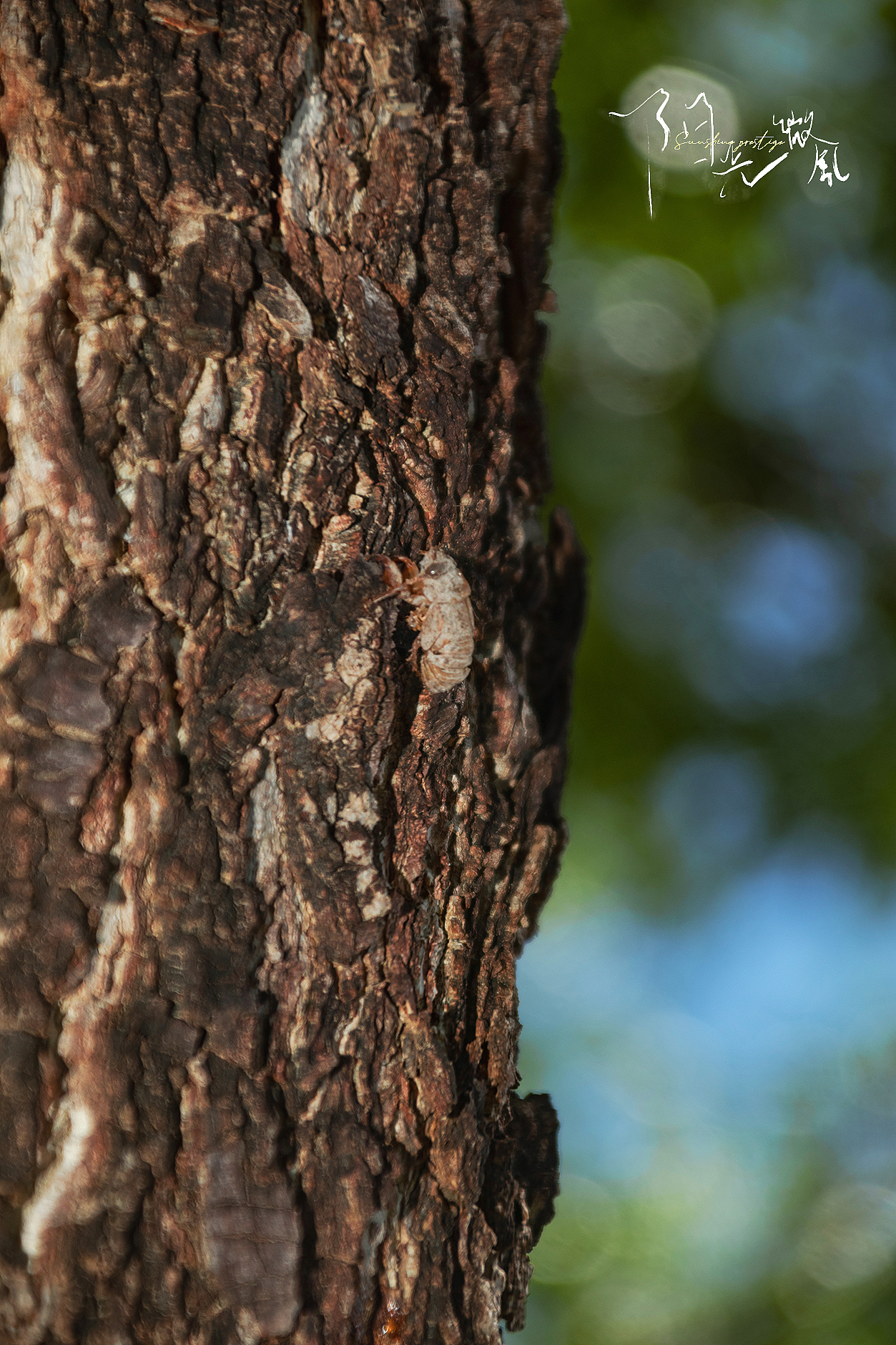 夏日的风（图ZMzk0NTMyODg4） - 人像摄影 - 站酷设计师追寻遗失的生活原创素材 - 站酷ZCOOL