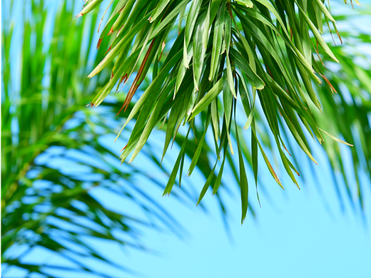夏日蓝天棕榈树