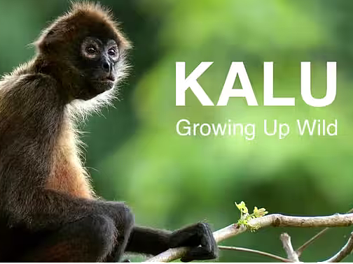 #CWIVC影像年赛#Roman Willi -KALU - Growing Up Wild