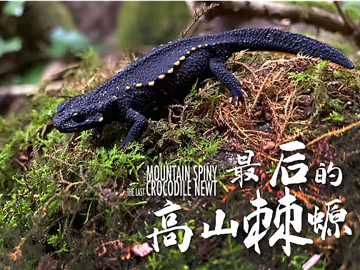 #CWIVC影像年赛#丁铨 -《最后的高山棘螈》