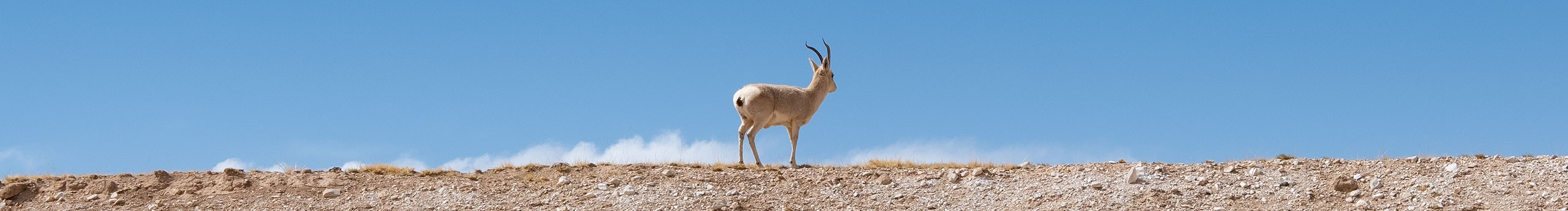 几千夏的个人主页（封面预览） - 主页封面设置 - 站酷设计师几千夏原创素材 - 站酷ZCOOL