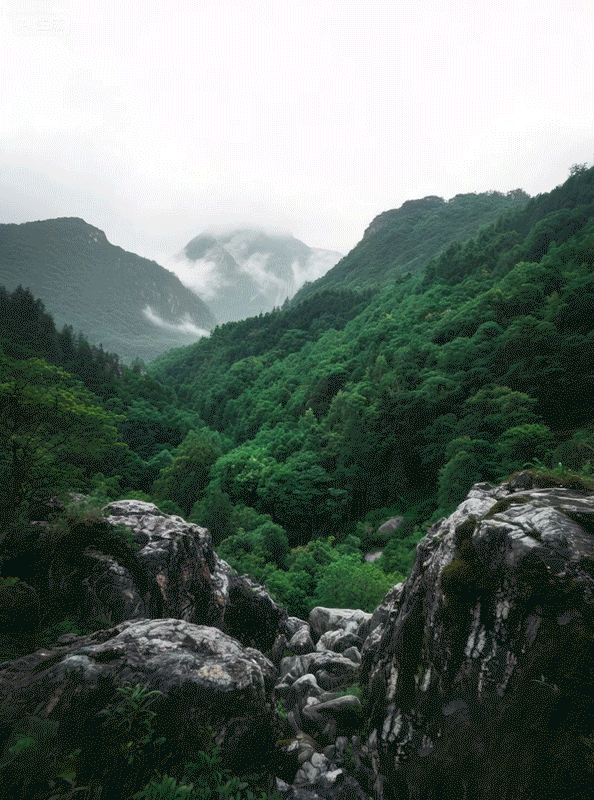 SUSU（图ZMzk0NjUwNjUy） - 海报 - 站酷设计师苏璞信原创素材 - 站酷ZCOOL