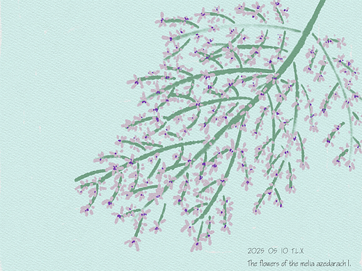 春天  苦楝树的花  