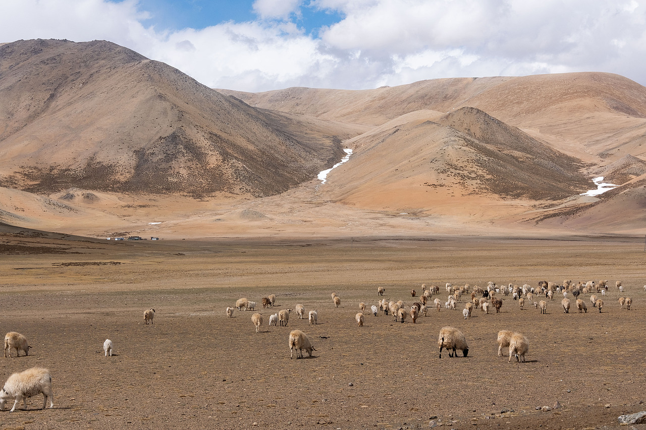高原的远山和羊群