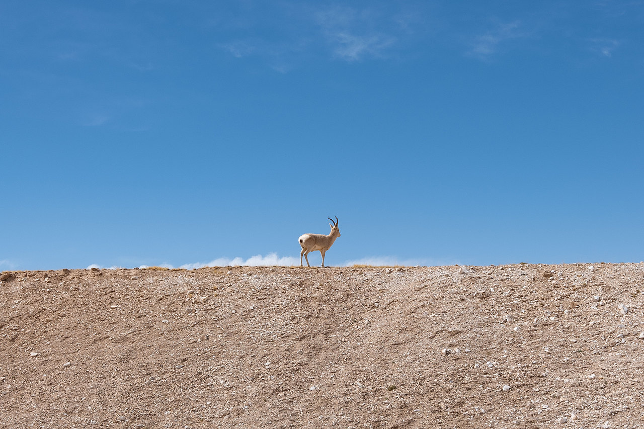 一只藏羚突然从眼前跑过,停在旁边的旁边的山坡上。回头望我。