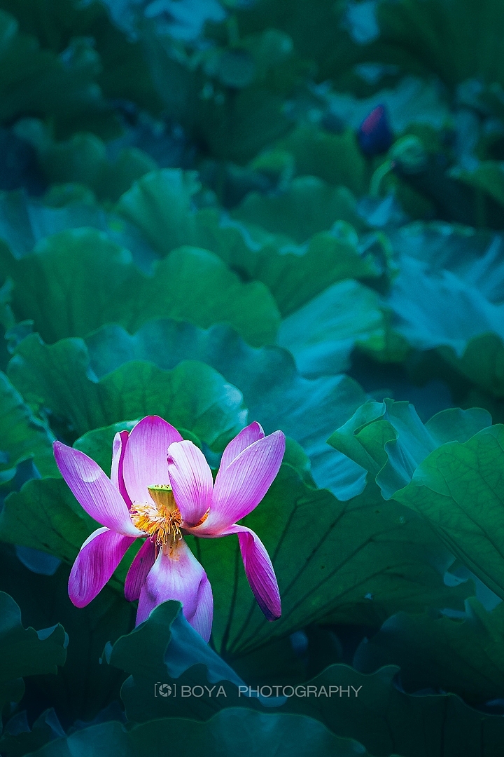 立秋荷塘（图ZMzk0Njg5NjAw） - 风光摄影 - 站酷设计师博雅达观原创素材 - 站酷ZCOOL