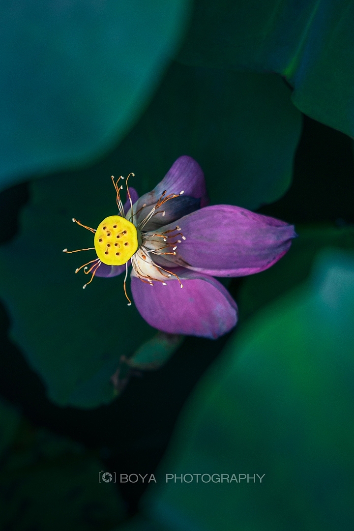 立秋荷塘（图ZMzk0Njg5NTc2） - 风光摄影 - 站酷设计师博雅达观原创素材 - 站酷ZCOOL