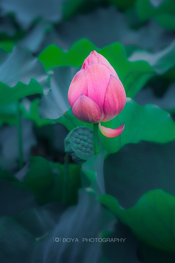 立秋荷塘（图ZMzk0Njg5NTgw） - 风光摄影 - 站酷设计师博雅达观原创素材 - 站酷ZCOOL