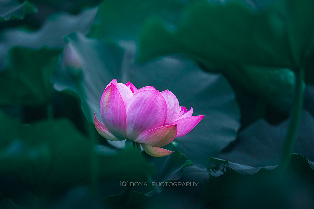 立秋荷塘（图ZMzk0Njg5NTg0） - 风光摄影 - 站酷设计师博雅达观原创素材 - 站酷ZCOOL