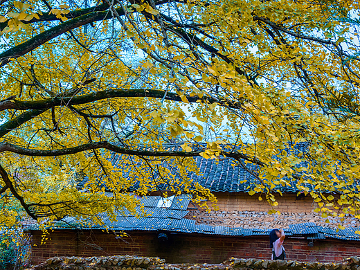 桂林海洋银杏｜秋落瓦墙