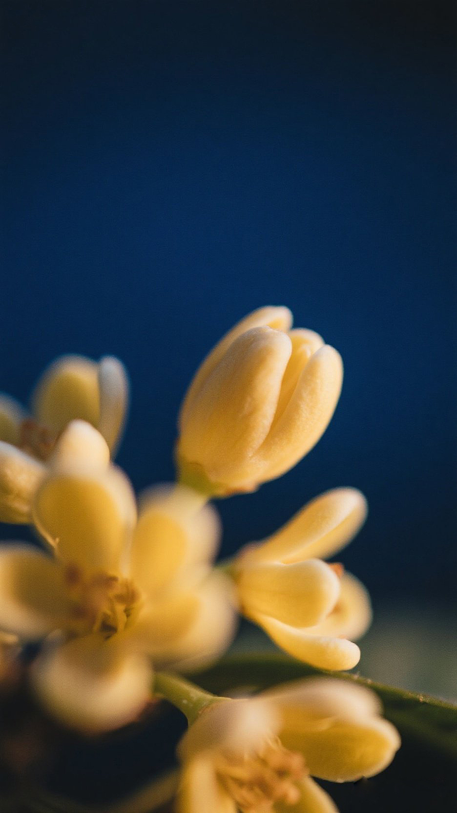 观夏香水-颐和金桂 AI创意广告