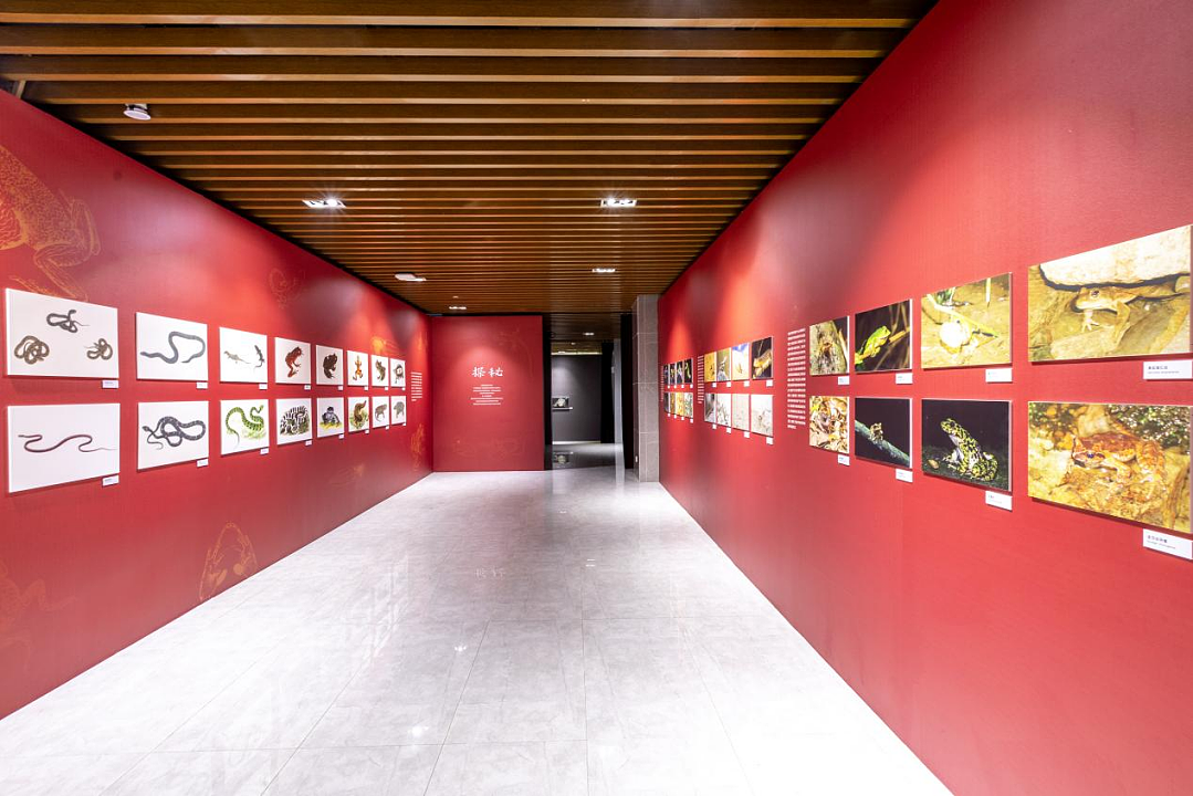 隐秘的精灵 | 美丽科学两栖爬行动物特展