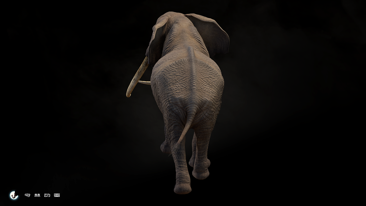 后视图可以看到大象的后肢很单薄,因为它的重心在前胸,用来平衡硕大的头、象鼻和象牙。因此后肢站立对于大象来说是非常不适的,所以我很反对驯象表演