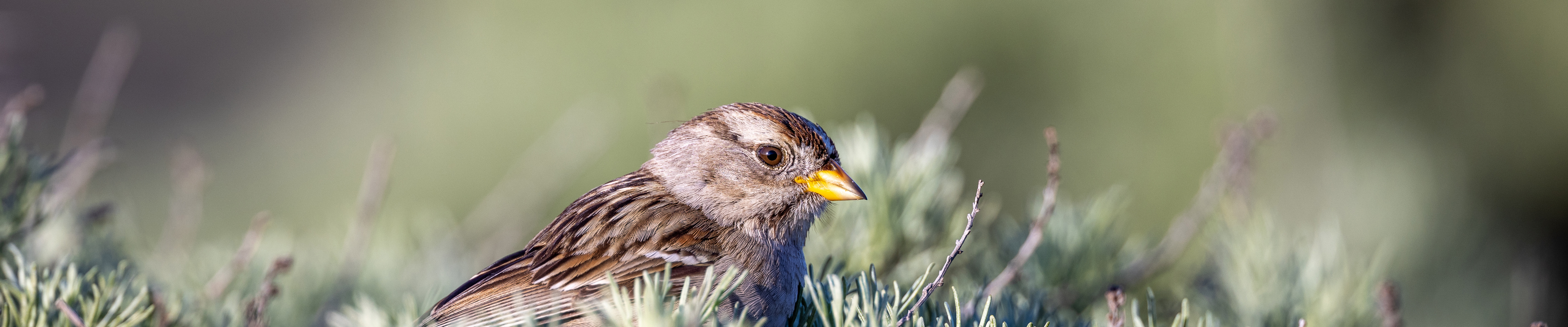 編號叁叁叁的個人主頁（封面預覽） - 主頁封面設置 - 站酷設計師編號叁叁叁原創(chuàng)素材 - 站酷ZCOOL