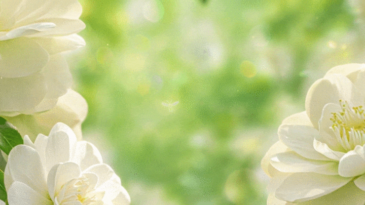 小罐茶 | 走进东方美人的奇幻茶香